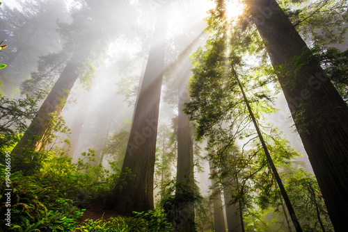 Sunrise Above the Foggy Redwoods, Del Norte Coast Redwoods State Park, Redwoods National Park, California