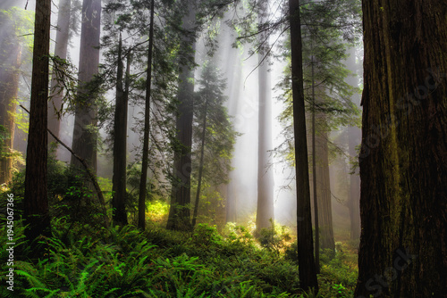 The Light Choses the Redwood Tree, Del Norte Coast Redwoods State Park, Redwoods National Park, California
