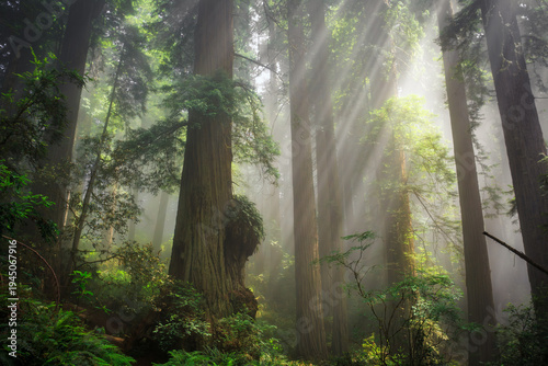 Foggy Light in the Redwoods, Del Norte Coast Redwoods State Park, Redwoods National Park, California