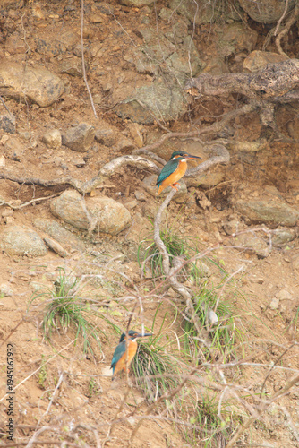 Male and female Kingfishers (Alcedo atthis) resting on a riverside twig in Japan.