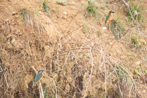 Male and female Kingfishers (Alcedo atthis) resting on a riverside twig in Japan.