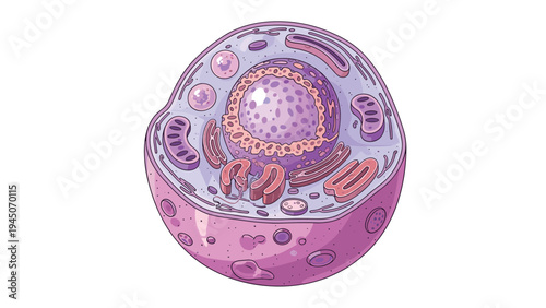 Detailed biological diagram of animal cell anatomy showing nucleus, mitochondria, ribosomes, and other organelles for science education.