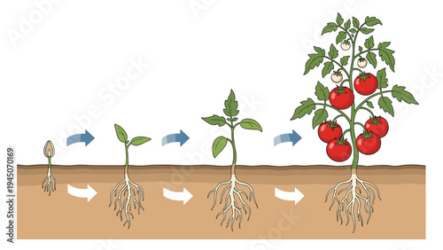 Stages of tomato plant growth lifecycle from seed germination and seedling to mature plant with ripe red fruits in soil.