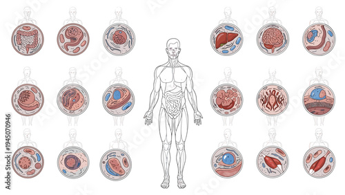 Scientific diagram showing human body outline surrounded by detailed circular views of various internal cell structures.