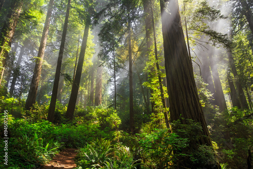 Afternoon Light Breaks the Redwoods Fog, Del Norte Coast Redwoods State Park, Redwoods National Park, California