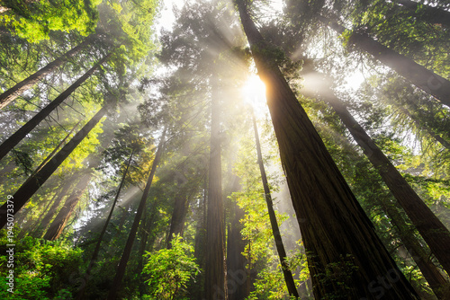 Afternoon Light Breaks the Redwoods Fog, Del Norte Coast Redwoods State Park, Redwoods National Park, California