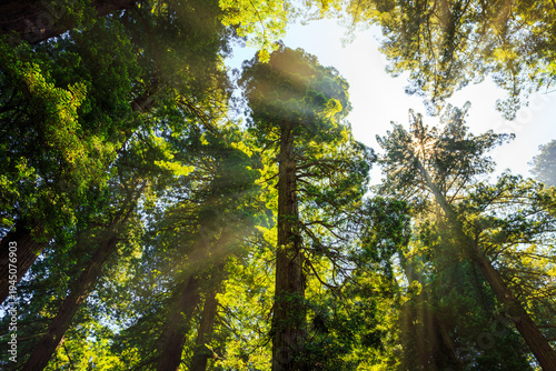 Sunlight Clears the Mist in the Redwoods, Del Norte Coast Redwoods State Park, Redwoods National Park, California