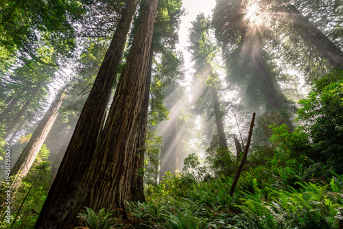 Foggy Light in the Redwoods, Del Norte Coast Redwoods State Park, Redwoods National Park, California
