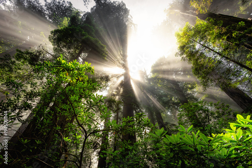 Sunrise Light Breaks the Fog in the Redwoods, Del Norte Coast Redwoods State Park, Redwoods National Park, California
