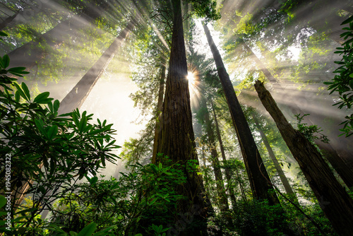 Sunrise Light Breaks the Fog in the Redwoods, Del Norte Coast Redwoods State Park, Redwoods National Park, California