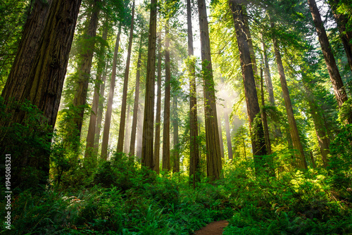 Afternoon Light Breaks the Redwoods Fog, Del Norte Coast Redwoods State Park, Redwoods National Park, California