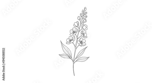Elegant line drawing of a delicate foxglove flower stem.