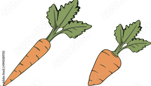 Carrot vector illustration of two orange carrots with green leaves