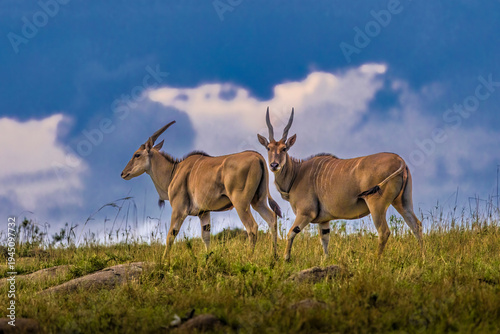 Canvastavla Elands standing on grassland in Tanzania