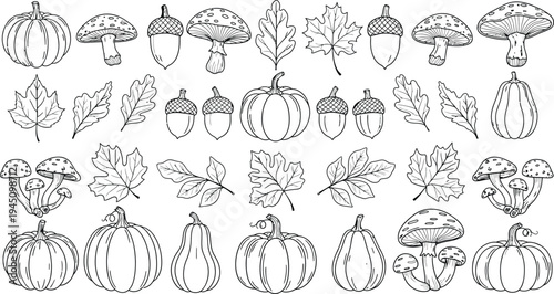 Collection of various pumpkin and squash illustrations