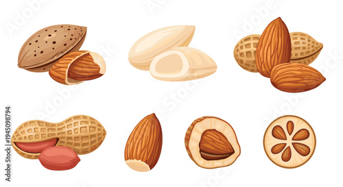 Assorted types of nuts in shells and peeled, including almonds and peanuts, with a sliced view showing the internal structure of the nuts.