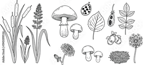 A collection of various fungi and plant species illustrations
