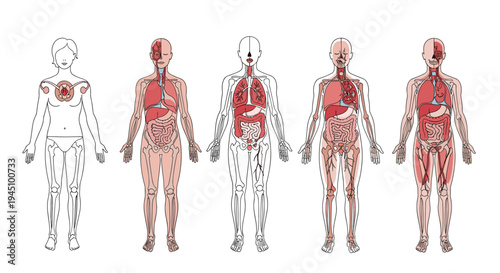 Set of five human anatomical diagrams showing internal organs muscles and systems in different levels of detail.