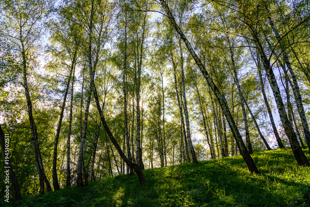 Fototapeta premium Sunlight filtering through the tall birch trees in a lush green forest, creating a serene and captivating natural landscape for nature enthusiasts.