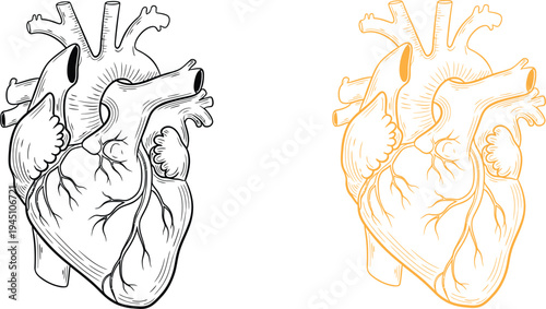 Anatomical illustrations of a human heart in black and white and multicolor