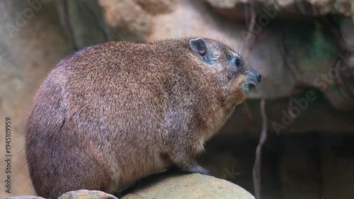 Close up shot of a Rock hyrax (Procavia capensis) perches on a rock.