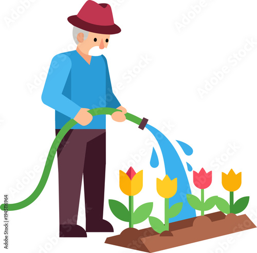An elderly man in a hat and blue shirt watering a row of colorful tulips in a garden bed with a green hose, depicted in a flat illustration style.