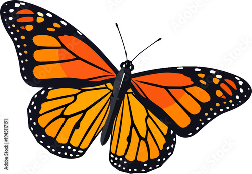 A vibrant monarch butterfly with orange and black wings, seen from a top-down perspective, showcasing its intricate patterns and delicate antennae.