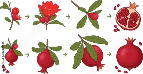 Pomegranate Growth and Harvest Stages Vector Illustration Showing Flower Bloom, Fruit Development, Branch Leaves, and Ripe Pomegranate with Seeds Botanical Process