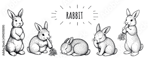 rabbits vector sketch set