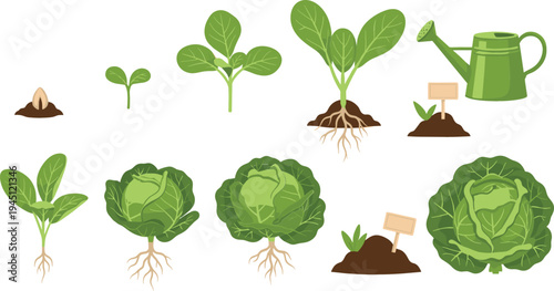 Cabbage Plant Growth Stages Vector Illustration Set Showing Seed Germination, Seedling Development, Root Growth, Watering Care, and Mature Organic Garden Vegetable