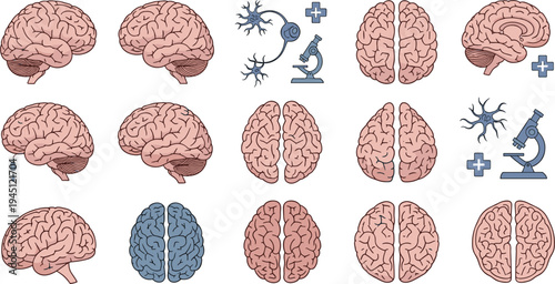 Human Brain Anatomy and Neuroscience Illustration Collection with Medical Research Microscope Neurons and Detailed Brain Structure Educational Vector Set
