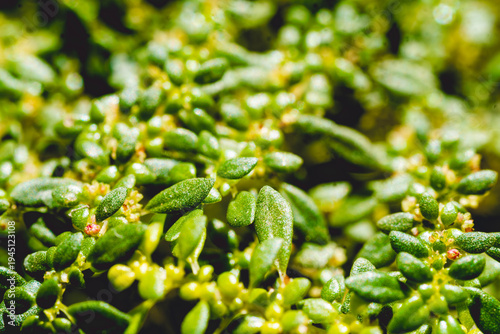 A detailed macro photography shot of small, vibrant green leaves of a creeping groundcover plant, showing natural patterns and textures in bright sunlight.
