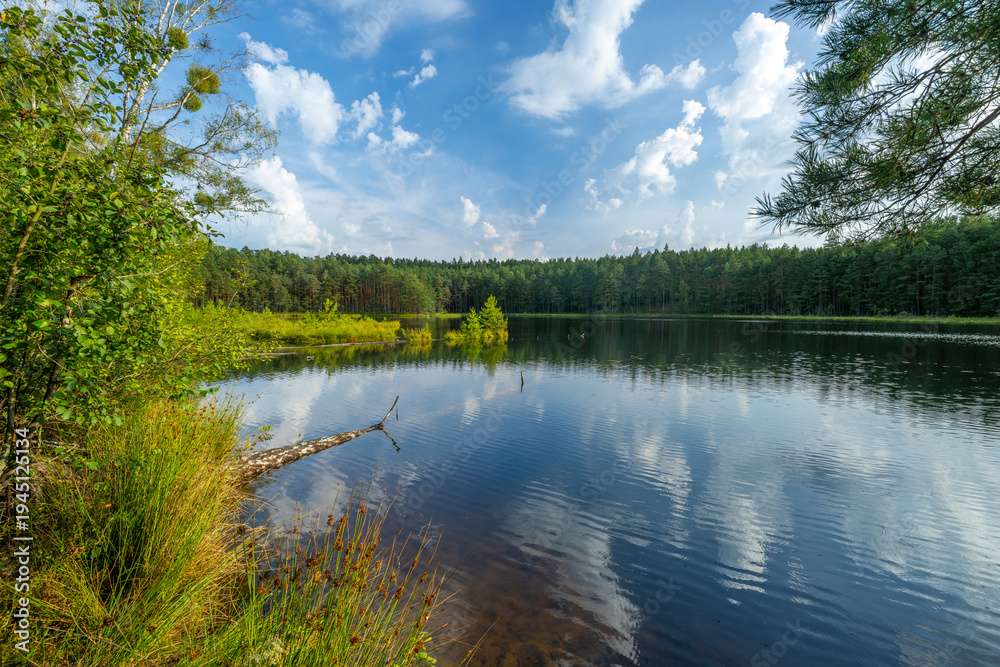 Fototapeta premium beautiful calm lake in the forest
