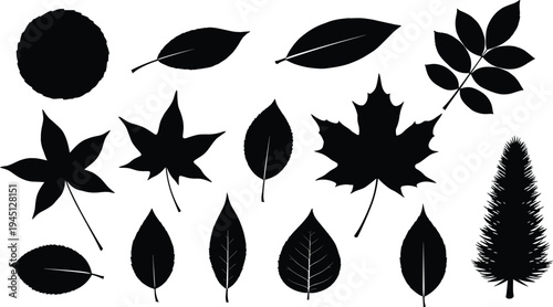 Silhouettes of leaves, maple, pine, compound, lobed, oval, elliptical shapes, botanical illustration, plant morphology, vector art, black icons