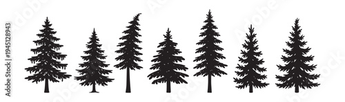 vector spruce tree silhouettes