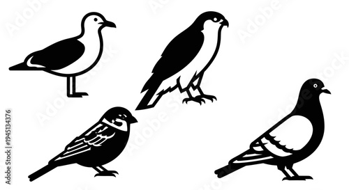 Set of Various Bird Silhouettes: Seagull, Hawk, Sparrow, Pigeon in Black and White Graphic Style