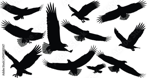 Vector illustration of silhouetted birds in flight with diverse wing positions symbolizing freedom, motion, identity, diversity, culture, tradition, inclusivity, heritage, and education
