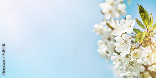 Blooming white apple or cherry blossom on background of blue sky. Happy Passover background. Spring Easter background. World environment day. Easter, Birthday, womens day holiday. Top view. Mock up.