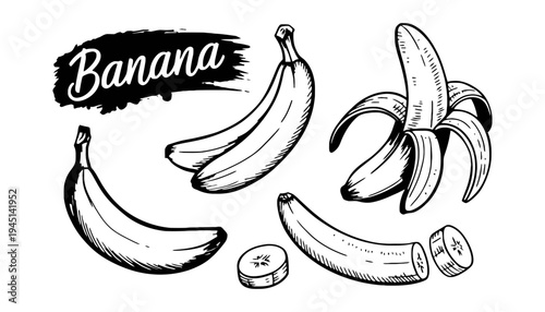 A banana vector illustration with various banana types and peels