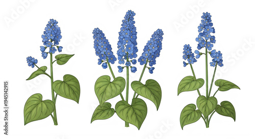 Three blue delphinium flowers with green leaves isolated on transparent background