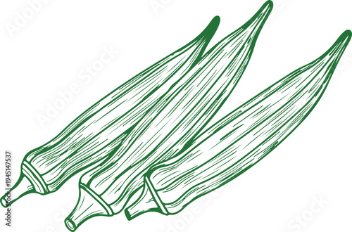 Three green okra pods with a hand drawn sketchy style on a white background vegetable food 1 healthy