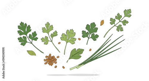 Hand Drawn Illustration of Fresh Culinary Herbs and Seeds