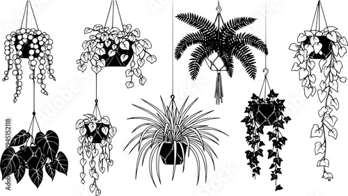 Variety of lush  hanging plants on black, cut out transparent