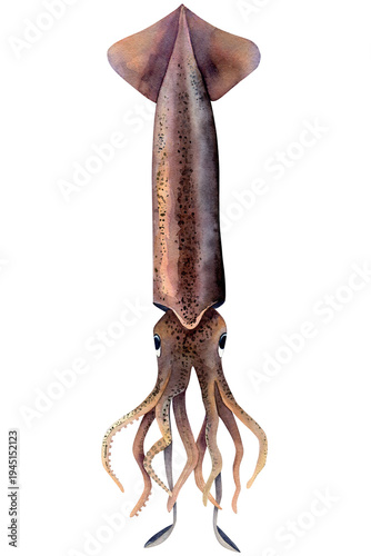 Slika na platnu Commander squid (Berryteuthis magister)