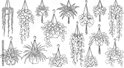 Variety of lush  hanging plants on black, cut out transparent