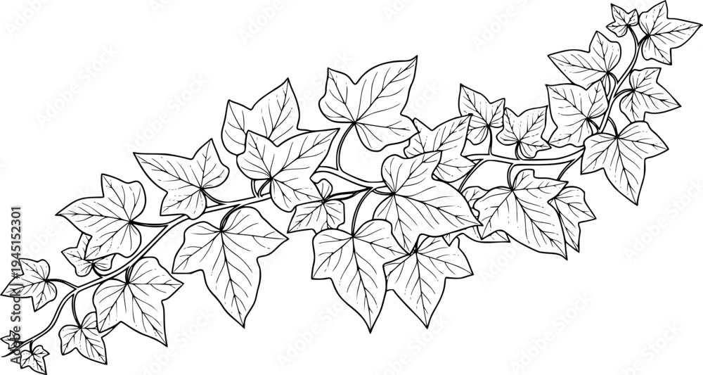 Fototapeta premium ivy vine with detailed foliage, cut out transparent
