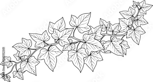 ivy vine with detailed foliage, cut out transparent