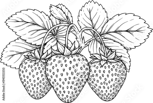 Hand drawn sketch of ripe strawberries on a vine with leaves
