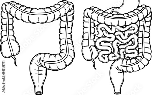 human large and small intestines representing digestion and gut health