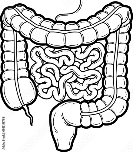 human large and small intestines representing digestion and gut health